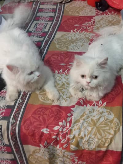 honda cats