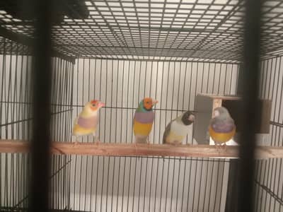 gouldians exhibition plumhead breadee pair for sale