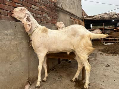 Goat for Qurbani