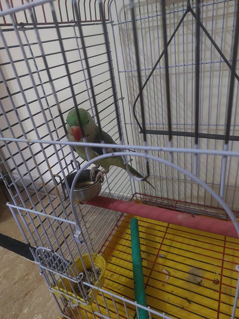 Raw Parrot 0