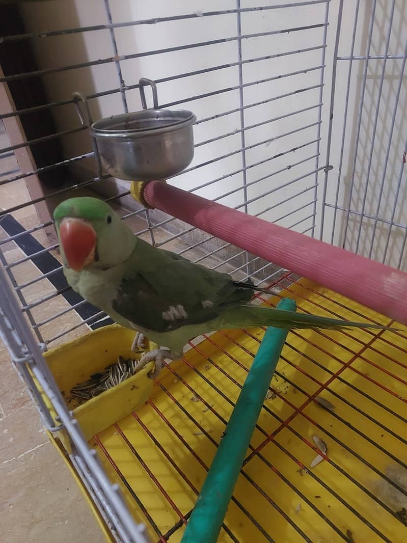 Raw Parrot 1