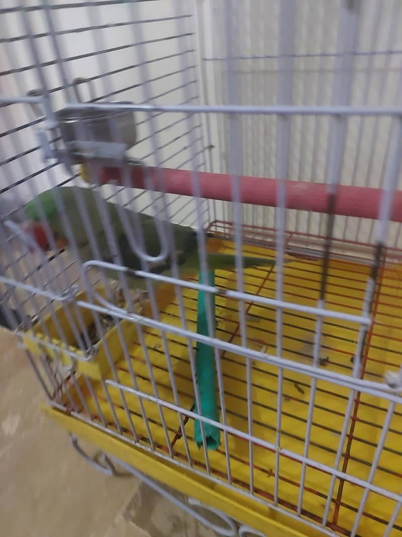 Raw Parrot 2