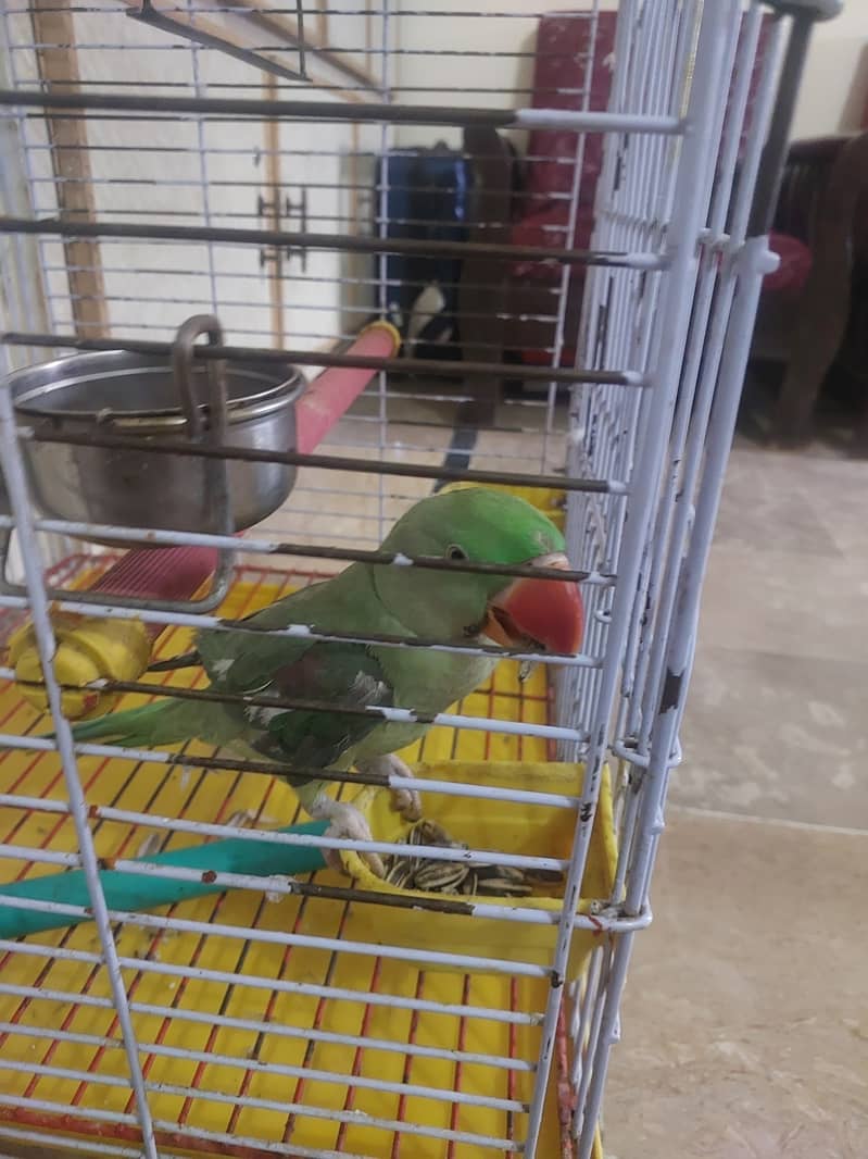 Raw Parrot 3
