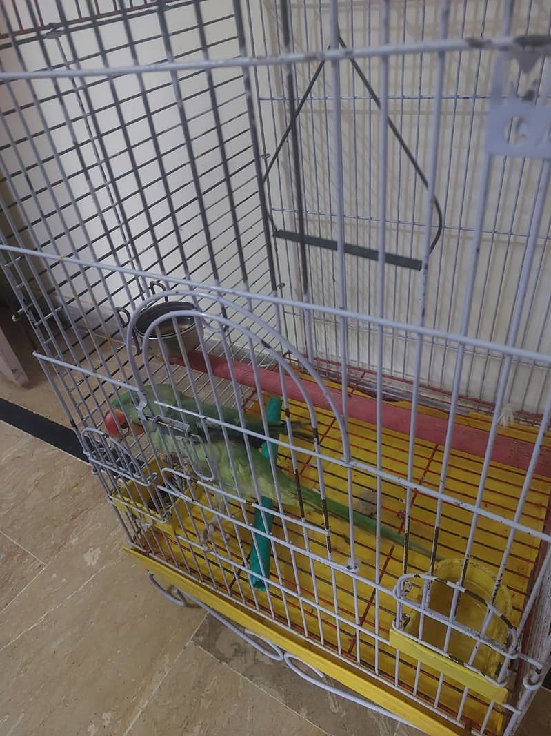 Raw Parrot 4