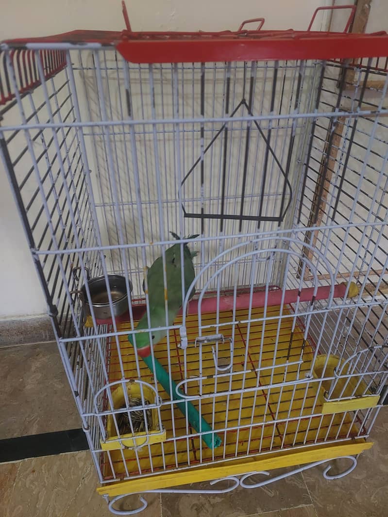 Raw Parrot 5