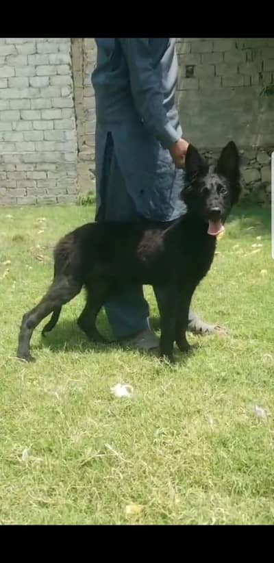 Black German Shepherd| Puppy | Double Coat puppies | Dog For Sale |GSD