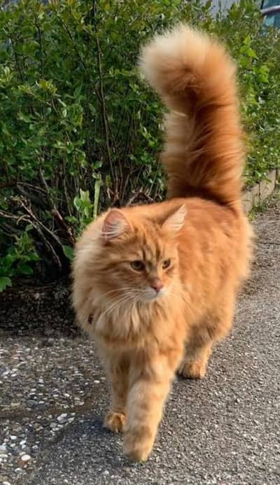 Urgent Sell Orange Persian Cat