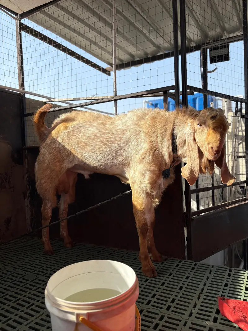Makki cheeni breeder | Andu Bakra | Full mast | session 2026 — photo 3