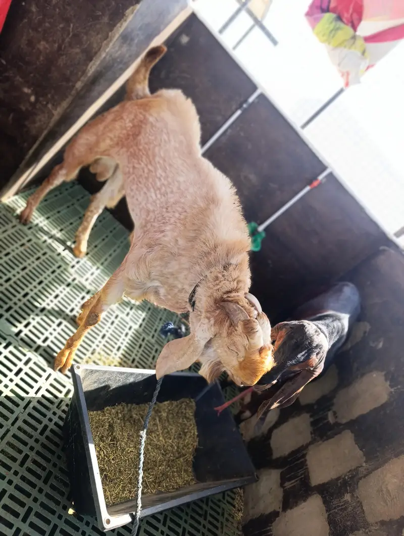 Makki cheeni breeder | Andu Bakra | Full mast | session 2026 — photo 5