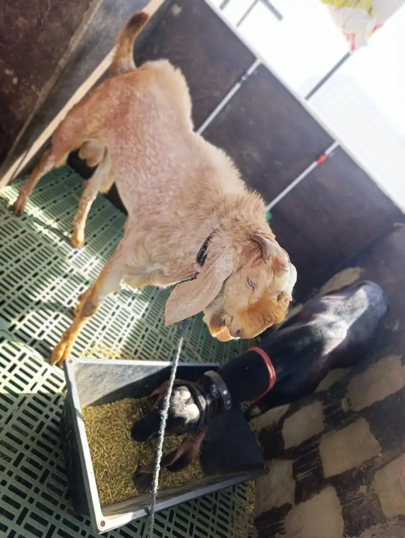 Makki cheeni breeder | Andu Bakra | Full mast | session 2026 — photo 6
