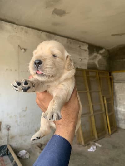 Golden retriever top quality