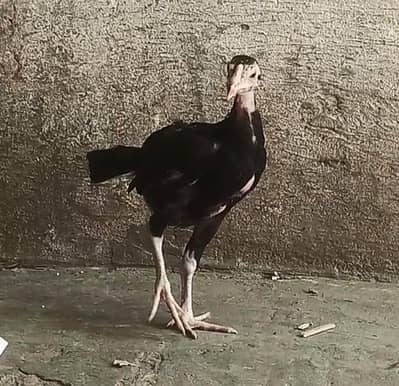 Lakha Aseel Chicks