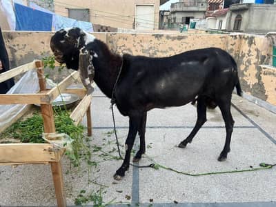 Amritsari Bakra