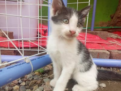 Pair kitten white black