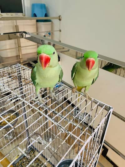 raw parrot for sale