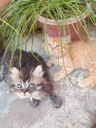 parshein kitten for sale