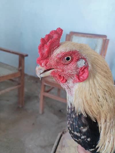 parrot beak Cross