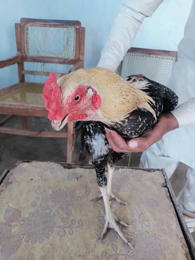 parrot beak Cross