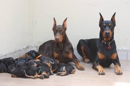 DOBERMAN PINSCHER PUPPIES ON GROUND
