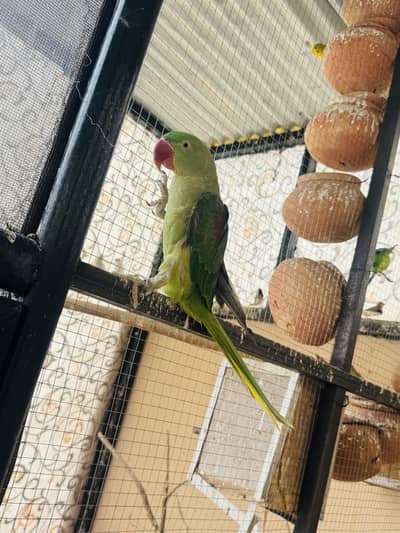 Raw Parrot Pair