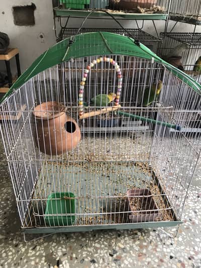 FISHER LOVEBIRD CHILDRENS