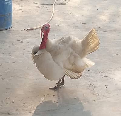 turky