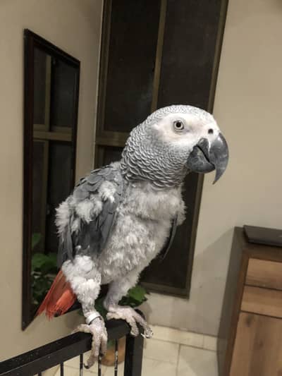 African Grey Parrot
