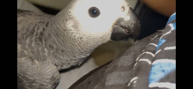 African grey parrot - african gray parrot