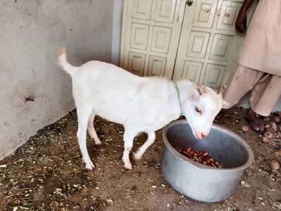teddi goat