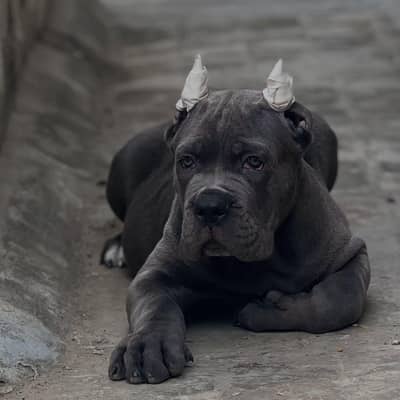 CANE CARSO GREY PUPPY AVAILABLE FOR SALE