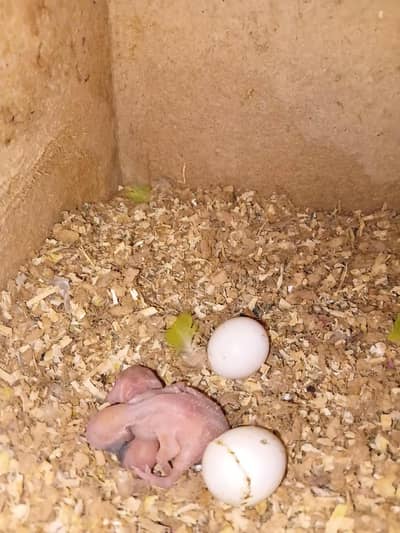 breeder pair with chkks available z in renala khurdz