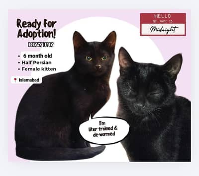 Cute vaccinated kitten - litter trained