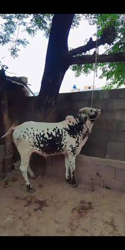 Bull for sale 03155072016