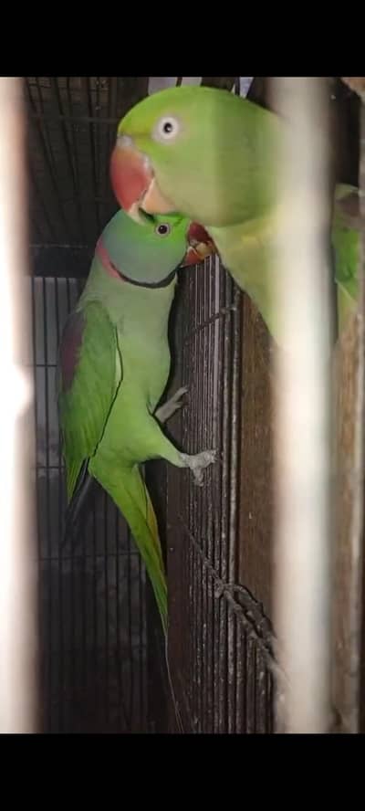 parrots breeder pair available