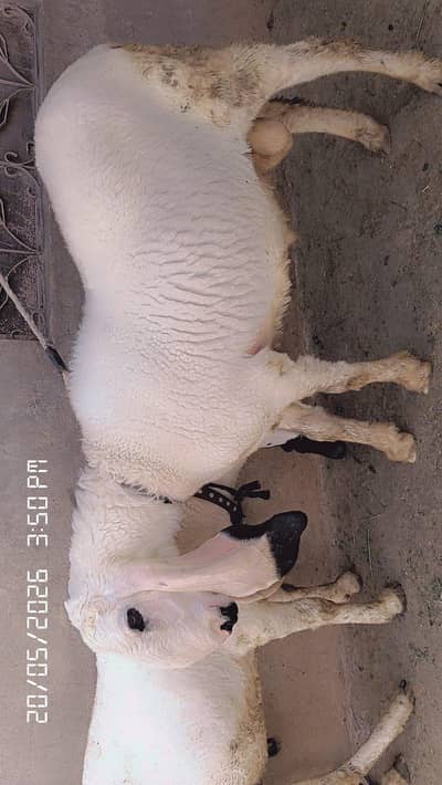 sheep very good health