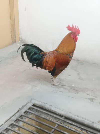 Golden Misri 1 Murga 2 Murgiyan