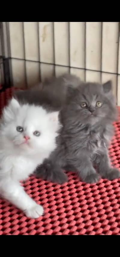 Quality Persian Punchface cat & kitten. moreWhatsApp 03094016734
