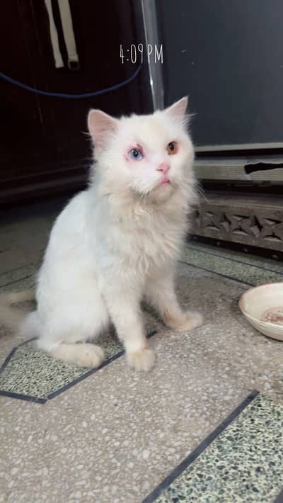 triple coat persion male urgent sale