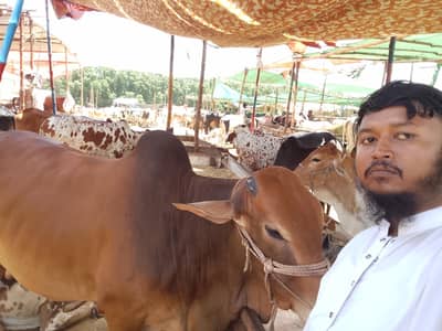 bachra Qurbani 2026