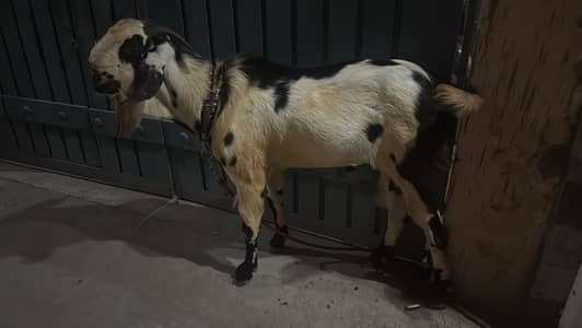 Goat | Bkra | Andal Bkra | Desi Bkra | Qurbani bkra For Sale