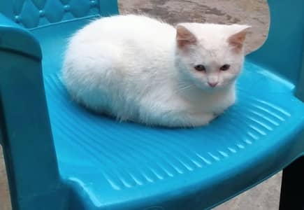 Persian cats with 3 babies