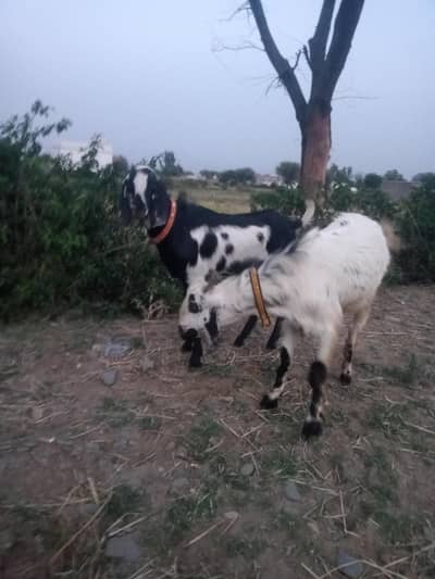 black beetal and white buck or for sale also selling single one