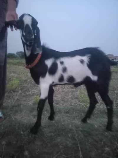 black beetal and white buck or for sale also selling single one