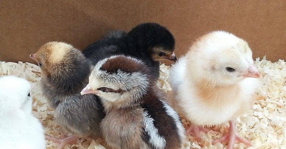 DASI CHICKS 0