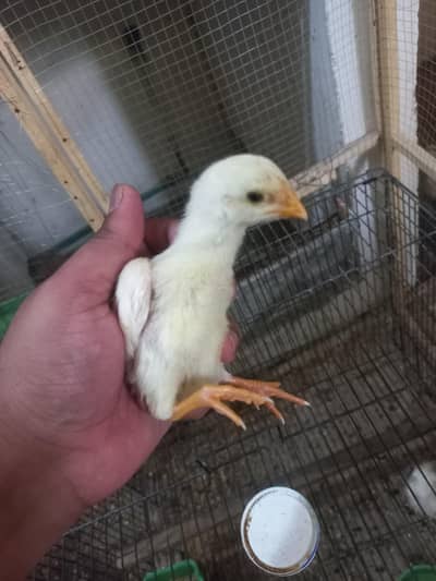 O shamo chiks availible