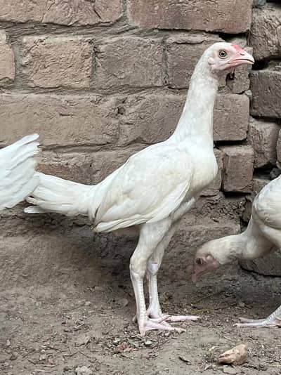 aseel Heera pair , pure quality