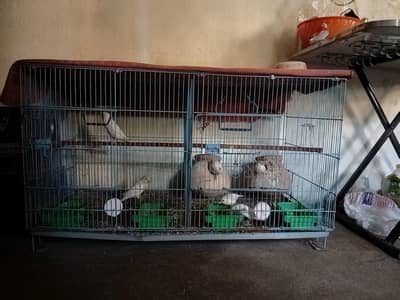 2 love birds and 4 white jawa with cage for sell 03352190110 what'sapp