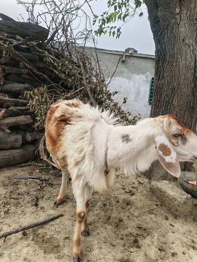 Turkish Dumba for sale 1.10k