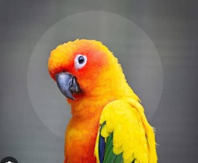 suncnore