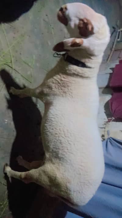 Sheep | Chtra | mundra | Dumba | Qurbani chtra | Iبکر | Chtra For Sale